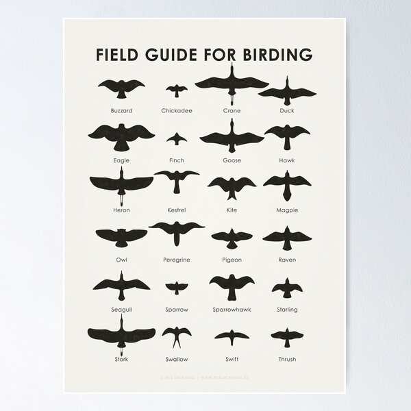 Item preview, Field Guide for Birding Identification Chart designed and sold by Iris Luckhaus.