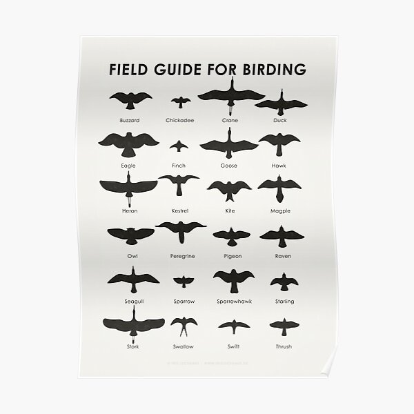 Field Guide for Birding Identification Chart Poster