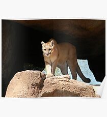 Mountain Lion Poster