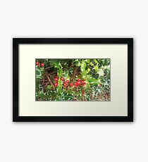 Holly Framed Print
