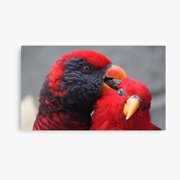 Red Lory....... Canvas Print
