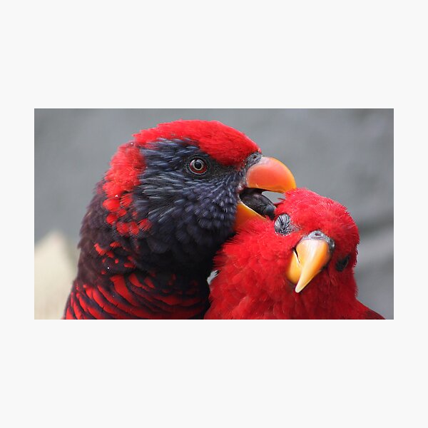 Red Lory....... Photographic Print