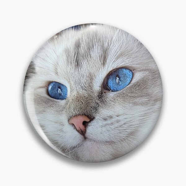 Item preview, Beautiful lynx ragdoll cat Saoirseragdoll  designed and sold by Fluffycat2020.