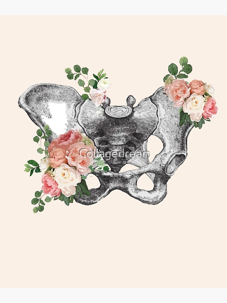 Female Pelvis Vector Art & Graphics