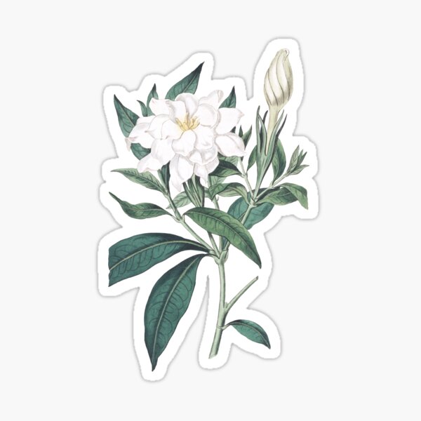 Cape Jasmine Illustration by Pierre-Joseph Redouté Sticker