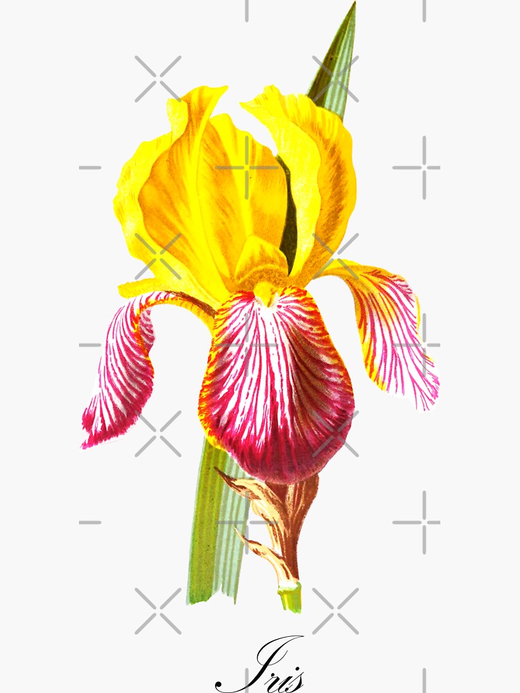 "Vintage Botanical Prints Iris Art Print Vintage Flower" Sticker for