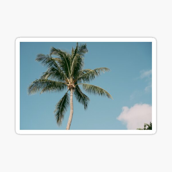 Vista previa del artículo con la obra «Miami, Florida, palmeras, cielo azul», diseñado y vendido por newburyboutique.