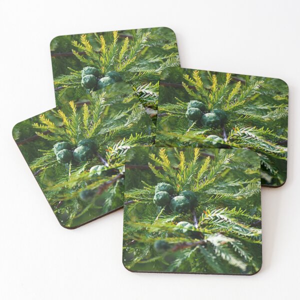 Item preview, forest walk | nature photography designed and sold by Mii-pics.