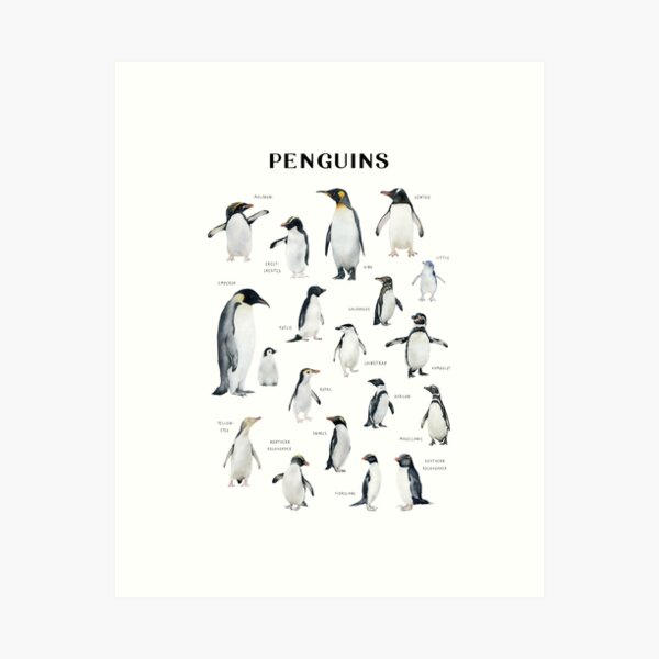 Item preview, Penguin species poster watercolor designed and sold by DIANA ASKAROVA.
