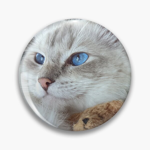 Item preview, Beautiful lynx ragdoll cat Saoirseragdoll  designed and sold by Fluffycat2020.
