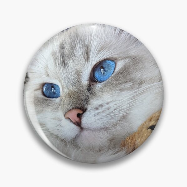 Item preview, Beautiful lynx ragdoll cat Saoirseragdoll  designed and sold by Fluffycat2020.