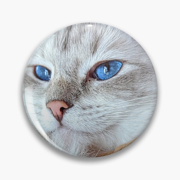 Item preview, Beautiful lynx ragdoll cat Saoirseragdoll  designed and sold by Fluffycat2020.