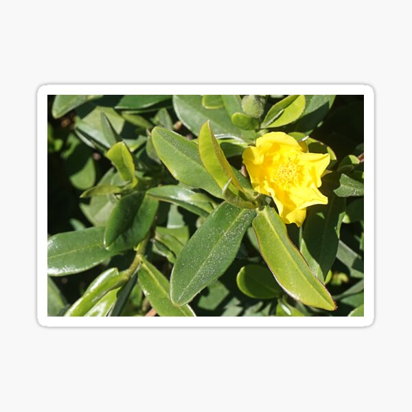 Hibbertia scandens Sticker