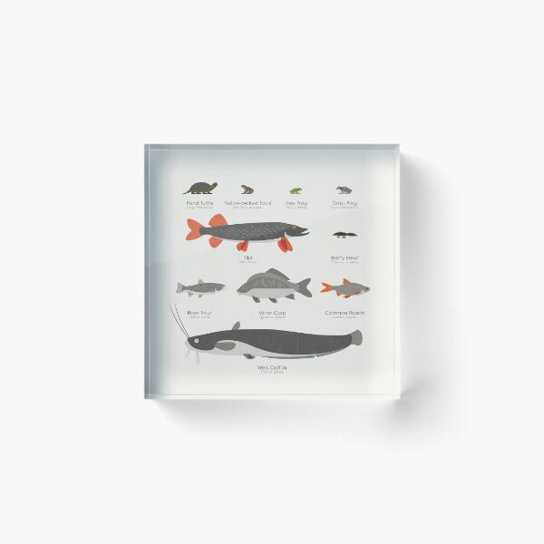 Item preview, Common Water Animals Identification Chart designed and sold by Iris Luckhaus.