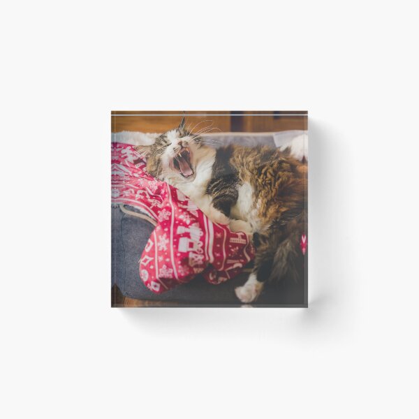 Item preview, Cat On Christmas Blanket Pet Bed Cutest Cat Pics designed and sold by CutestCatPics.