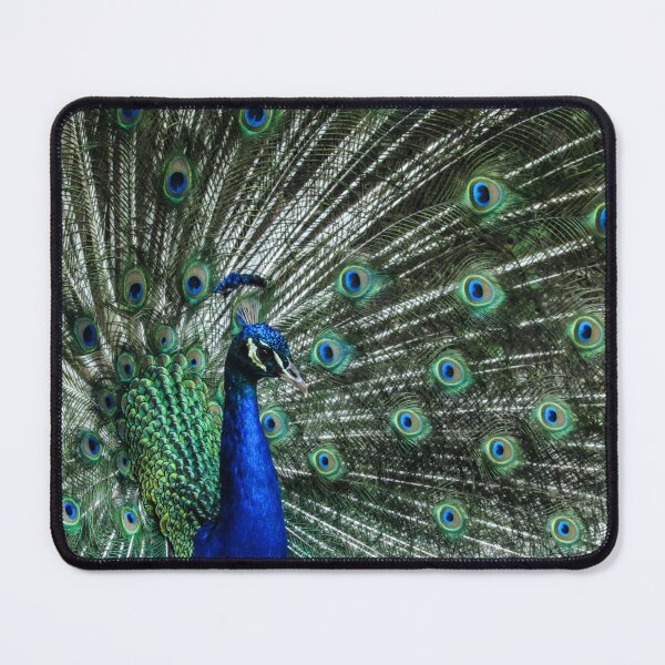 Item preview, Beautiful Flared Peacock designed and sold by pocketurtle.
