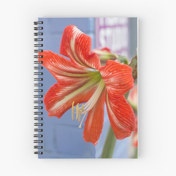 Item preview, Tania's Happy Hippy plants - Hippeastrum designed and sold by KazM.