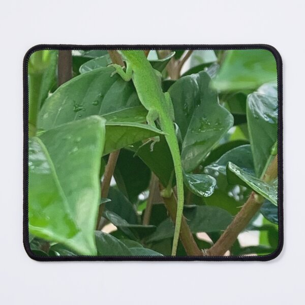 Item preview, Green anole designed and sold by baksuart.
