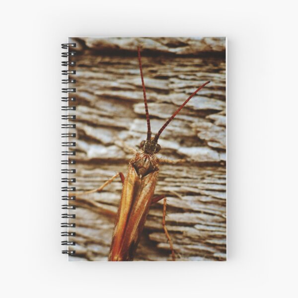 Item preview, Little Bug designed and sold by Rochho.