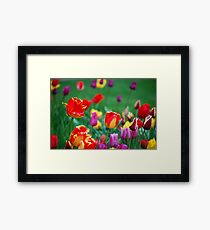 Tulips in the Spring Framed Print