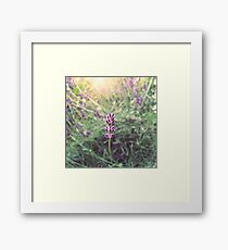 Lavender Framed Print