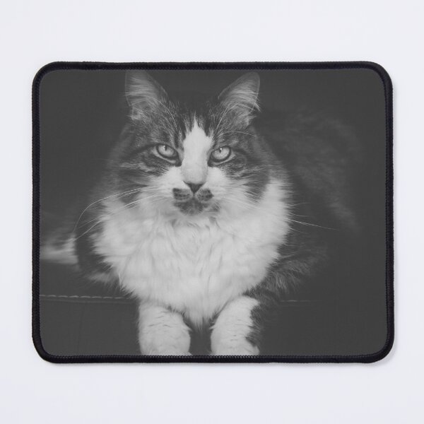 Item preview, Cat Sitting On Chair Black And White Cutest Cat Pics designed and sold by CutestCatPics.