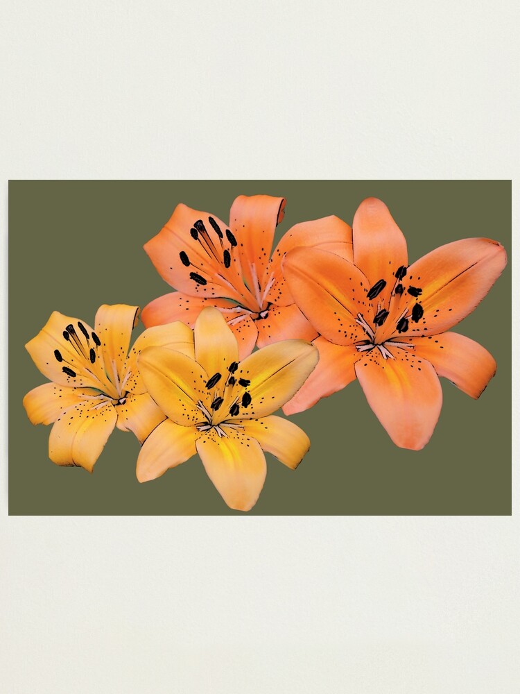 Lámina fotográfica «Arte magnífico de la foto de la flor del lirio de tigre  amarillo y anaranjado.» de naturematters | Redbubble