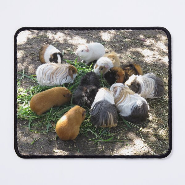 Item preview, Guinea pig party designed and sold by greentiger1.