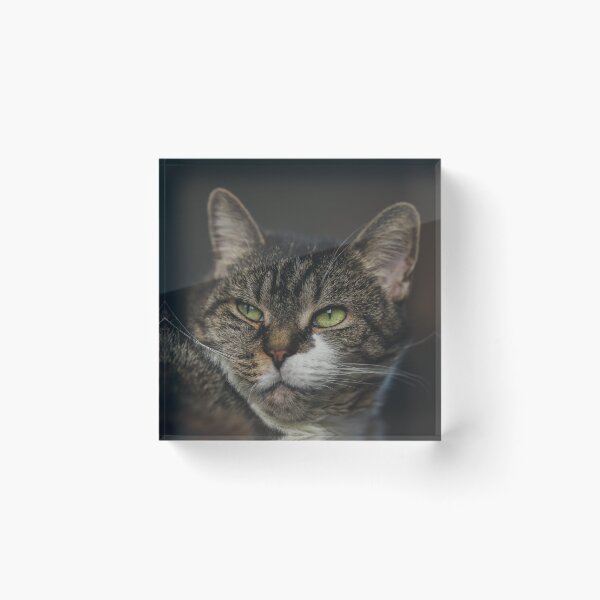 Item preview, Cat Relaxing On Blanket Cutest Cat Pics designed and sold by CutestCatPics.