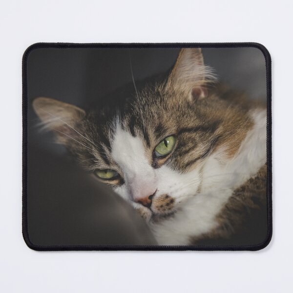 Item preview, Cat Relaxing On Pillow Cutest Cat Pics designed and sold by CutestCatPics.