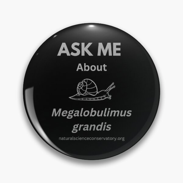 Item preview, Ask Me About Megalobulimus grandis Brazilian Land Snail  designed and sold by Discovered.