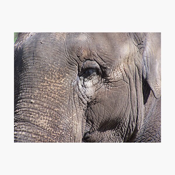 Item preview, Elephant’s Eye designed and sold by Martina Nicolls.