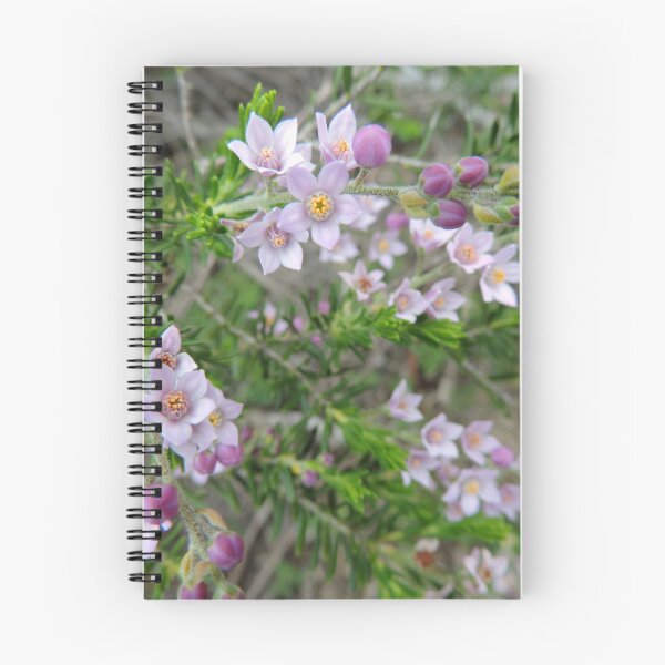 Artikelvorschau, Australischer Eingeborener - Philotheca spicata (Pfeffer und Salz) entworfen und verkauft von Marilyn Harris.