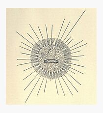 Vintage Protozoa Photographic Print