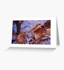 Kestrels in Etosha Greeting Card