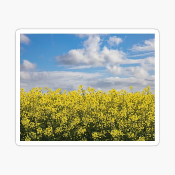 Item preview, Through the canola fields designed and sold by Sarah Langley.