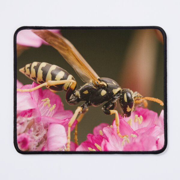 Item preview, Paper wasp (Polistes dominula) designed and sold by LyfIsGrand.