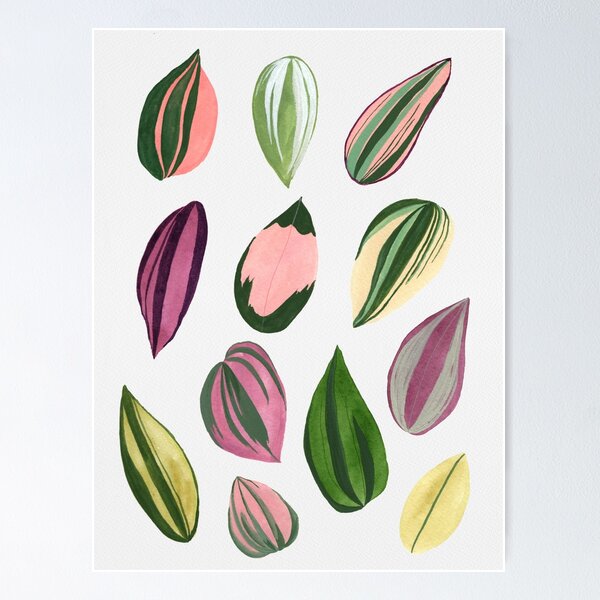 Item preview, Tradescantia Varieties designed and sold by Plantycreative.