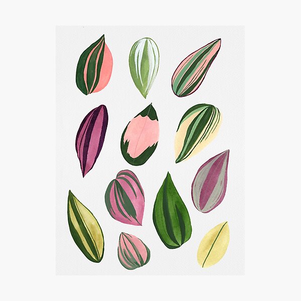 Item preview, Tradescantia Varieties designed and sold by Plantycreative.