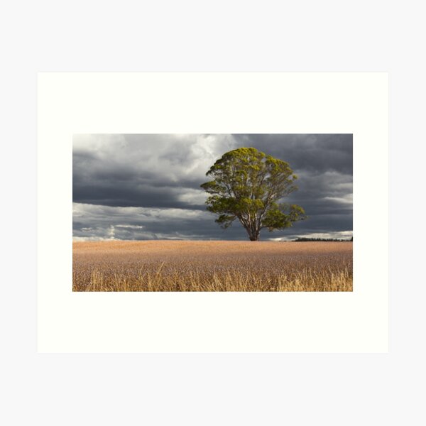 Poppy Fields, Tasmania Art Print