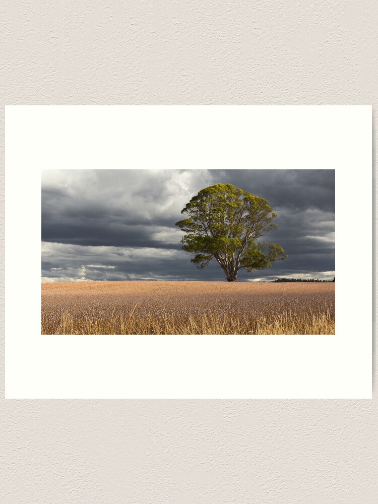 Alternate view of Poppy Fields, Tasmania Art Print
