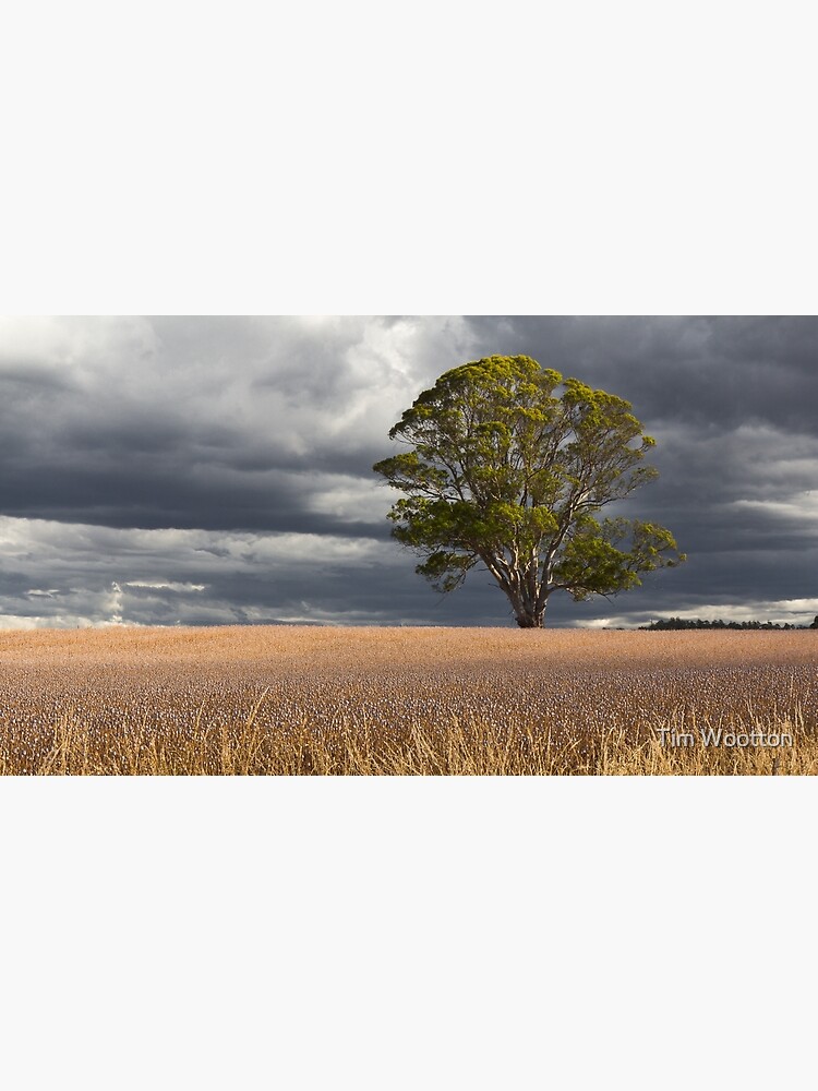 Poppy Fields, Tasmania by wootton60