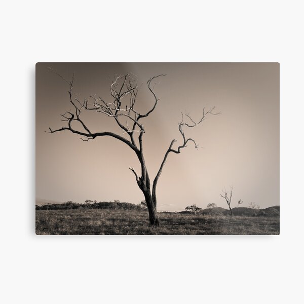 Untitled Metal Print