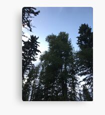 Pine Trees in the sky Canvas Print