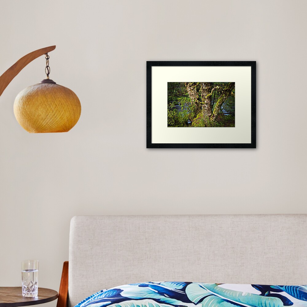Myrtle Beech Framed Art Print