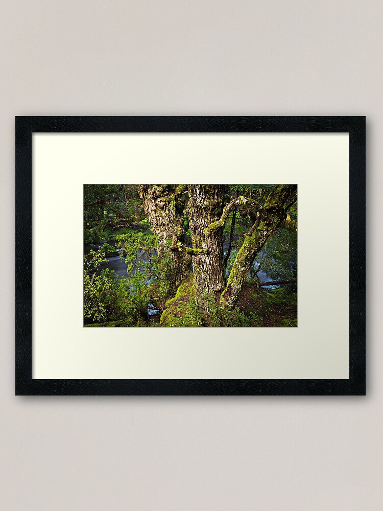 Alternate view of Myrtle Beech Framed Art Print