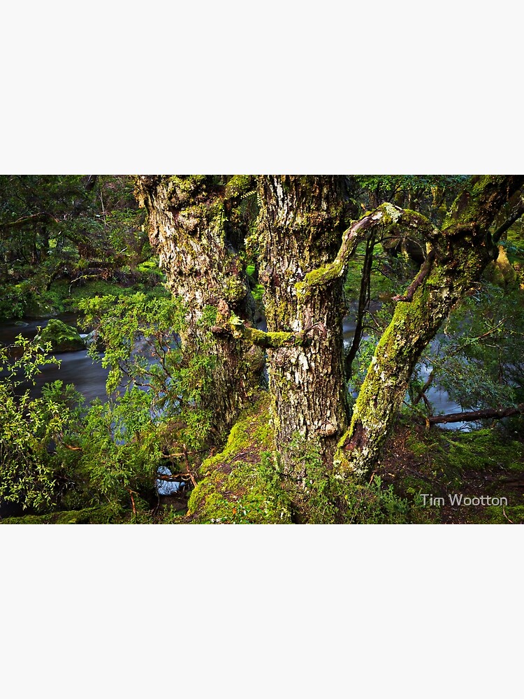 Myrtle Beech by wootton60