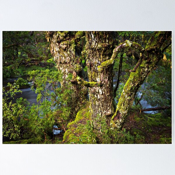 Myrtle Beech Poster