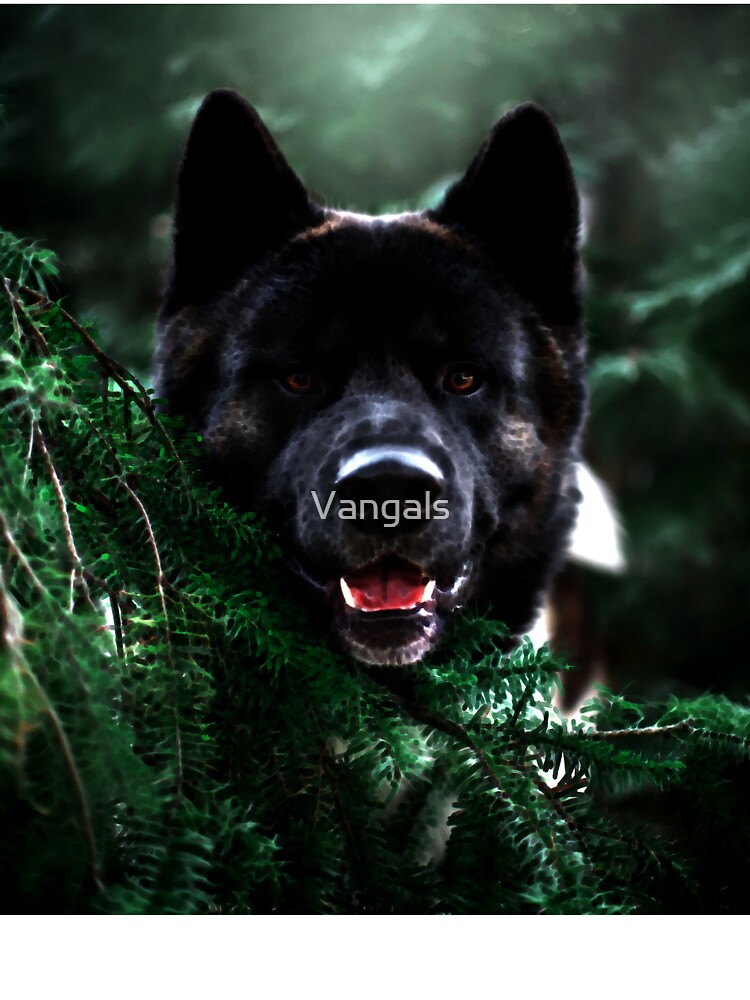 Black best sale forest akitas