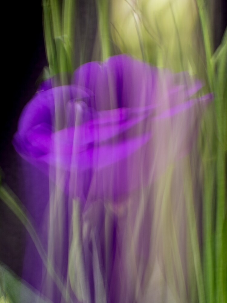 Fleur Blur-Abstract Purple Flower Photo by AhUmDesign